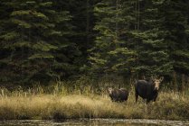 Moose e il suo vitello — Foto stock