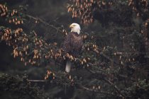 Águila calva posada en el árbol - foto de stock