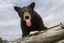 Negro oso cachorro - foto de stock
