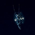 Phronima amphipod сфотографували — стокове фото