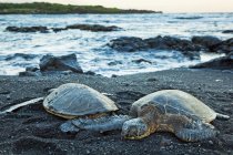 Зеленые черепахи — стоковое фото