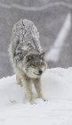 Lobo cinzento alongamento — Fotografia de Stock