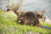 Beaver grazes along roadside — Stock Photo