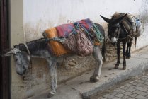 Two donkeys tied up — Stock Photo