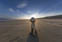 Cão senta-se na areia — Fotografia de Stock