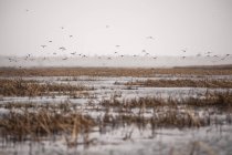 Канадський гусей, що летіли вгору — стокове фото