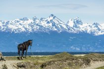 Лошадь на берегу и в горах — стоковое фото