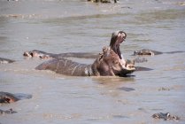 Große männliche Flusspferde — Stockfoto