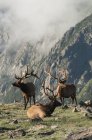 Trio of bull elk — Stock Photo