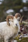Dall ram with full-curl horns — Stock Photo