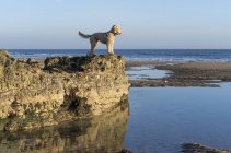 Собака стоит на скале — стоковое фото