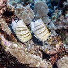 Due pesci farfalla che si nutrono di corallo lobo — Foto stock