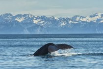 Baleia jubarte nadando — Fotografia de Stock