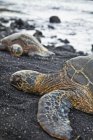 Grüne Meeresschildkröte — Stockfoto