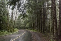 Мокрій дорозі через ліс — стокове фото