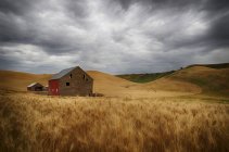 Золотих пшеничних нивах — стокове фото