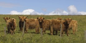 Highland cattle standing — Stock Photo