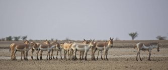 Індійська диких жопа або khur в пустелі ландшафту — стокове фото