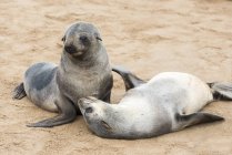 Due giovani foche di pelliccia divertenti — Foto stock