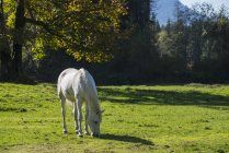 White horse munches grass — Stock Photo