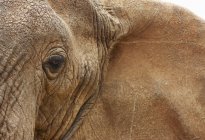 Крупный план африканского слона — стоковое фото