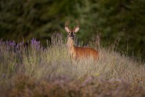 Whitetail cervo buck — Foto stock