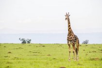 Girafe debout sur le terrain — Photo de stock