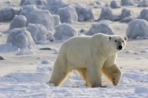 Orso polare che cammina lungo la baia — Foto stock