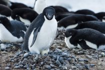 Pinguini di Adelie in piedi sulla neve — Foto stock