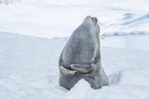 Південний морський слон — стокове фото