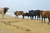 Vaches sur la plage de sable fin — Photo de stock