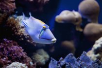Exotic triggerfish swimming in ocean near coral — Stock Photo