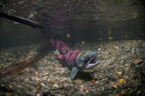 Sockeye лосося використовує її анальний плавник — стокове фото