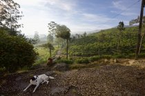 Dog at tea plantation in Hill Country landscape, Central Sri Lan — Stock Photo