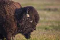 Bison standing on green grass — Stock Photo