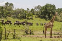 Masai-Giraffe stehend — Stockfoto