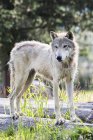 Gray Wolf stands — Stock Photo