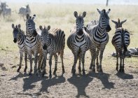 Sechs gemeine Zebras — Stockfoto