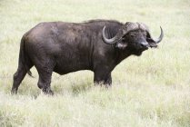Großer Bullenumhang-Büffel — Stockfoto