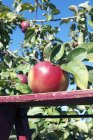 Macintosh-Apfel auf Holz gelegt — Stockfoto