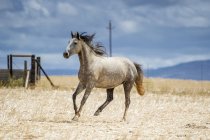 Course de chevaux dans le champ — Photo de stock