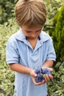 Jeune garçon tient des prunes — Photo de stock