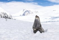 Elefante de pie sobre la nieve - foto de stock