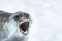 Southern Elephant Seal — Stock Photo