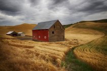 Goldene Weizenfelder — Stockfoto