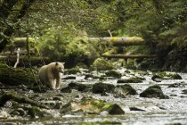 Spirit Bear fishing in river — Stock Photo