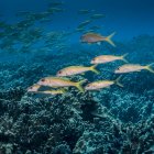 Gelbflossenziegenfisch vor der Küste von Kona geschwärmt — Stockfoto