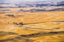 Endless wheat fields — Stock Photo