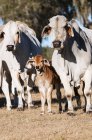 Vacas Brahman com vitelo — Fotografia de Stock