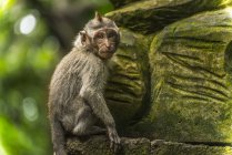 Escena en el bosque de monos - foto de stock